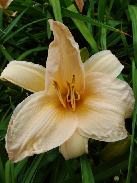 Hemerocallis x 'Annie Welch' fleur